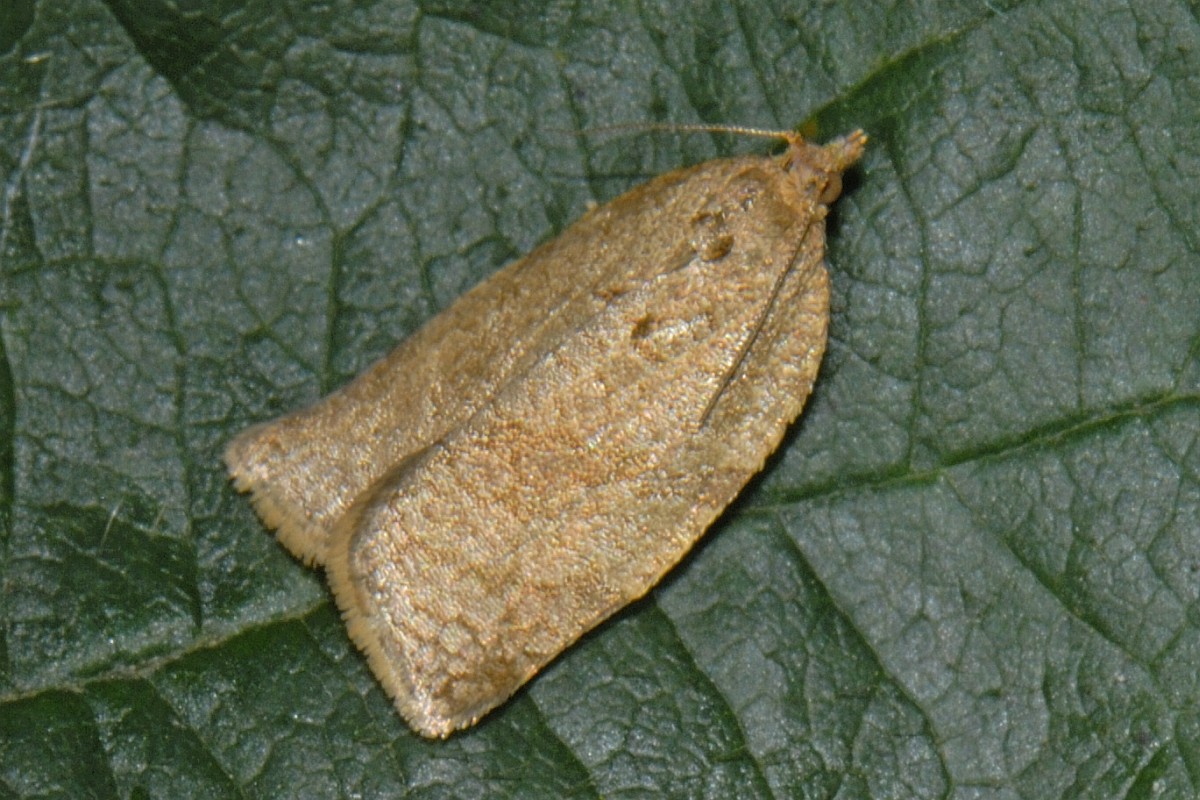 Adoxophyes orana, Summer Fruit Tortrix